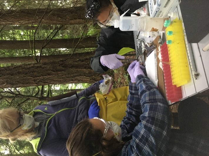 A pair of students and their professor carry out research in a forest