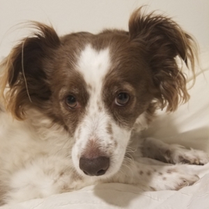 Headshot of Archie the dog